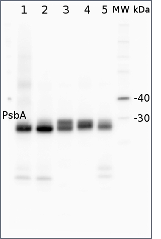 Western blot anti-PsbA rabbit antibody